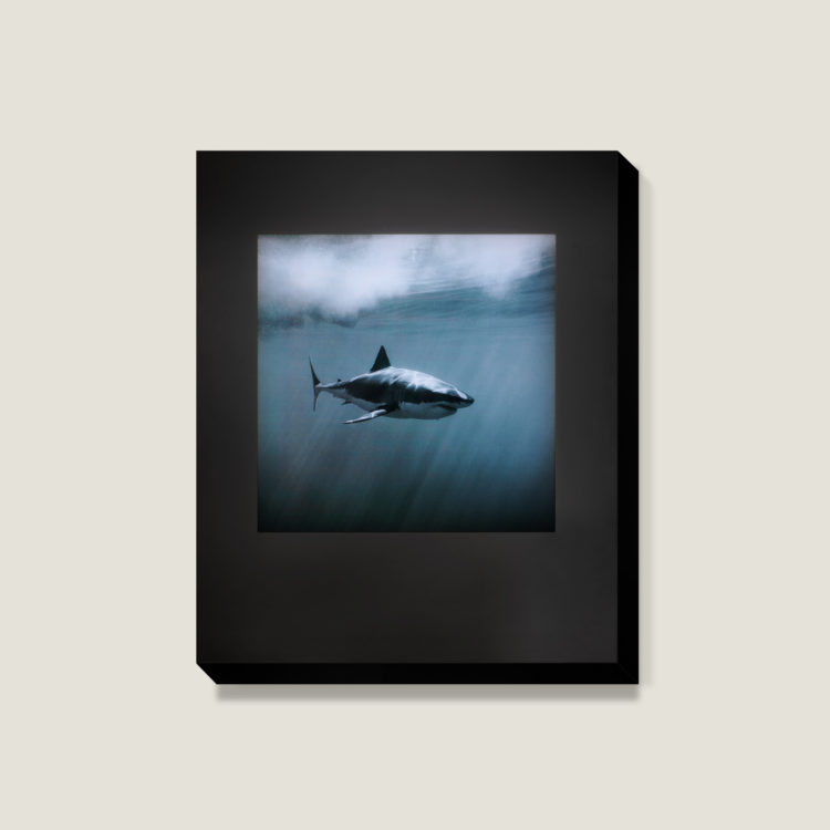 white shark, greg williams, olly & suzi, lightbox installation, gwp, shark light box